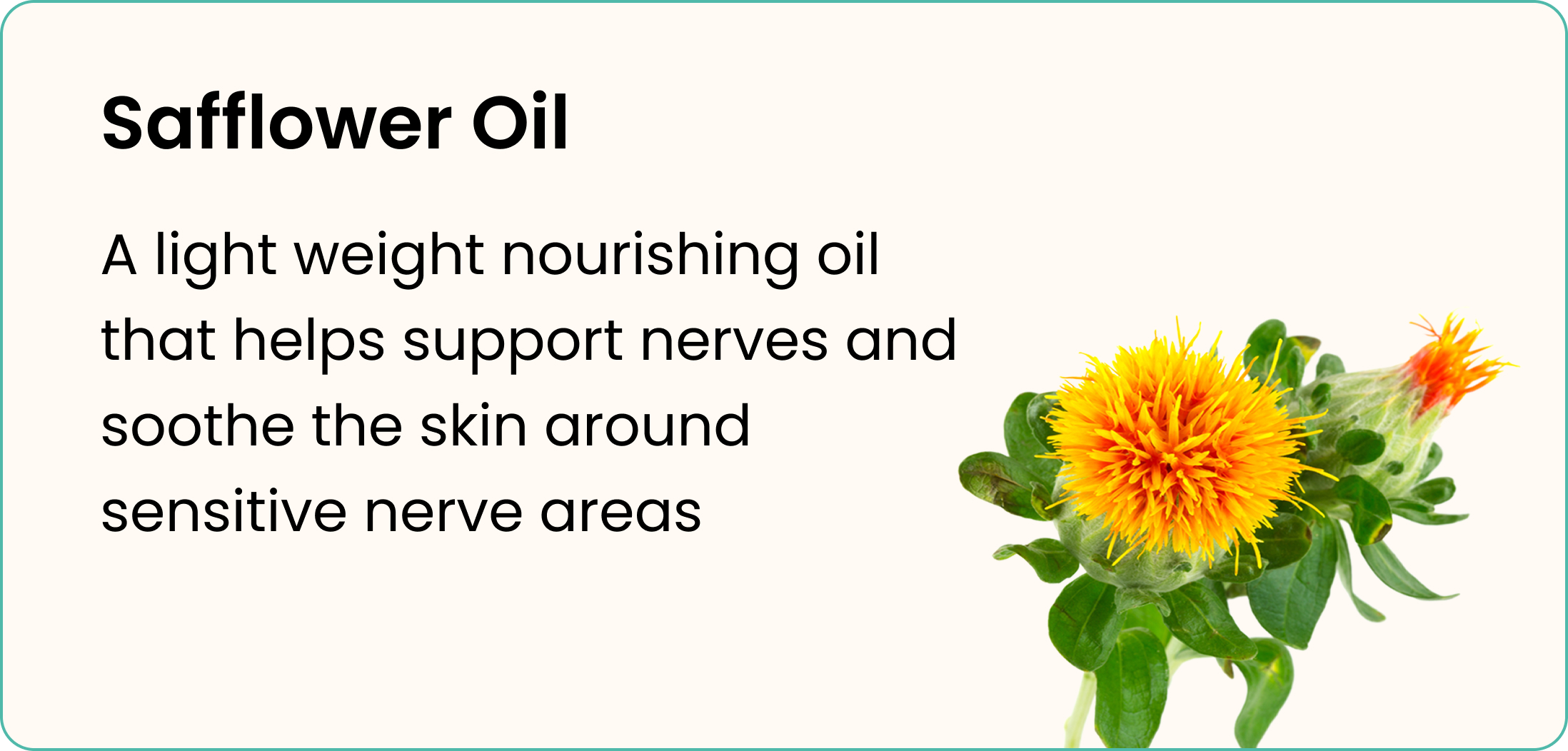 Text describing Safflower Oil next to a photo of a safflower plant.