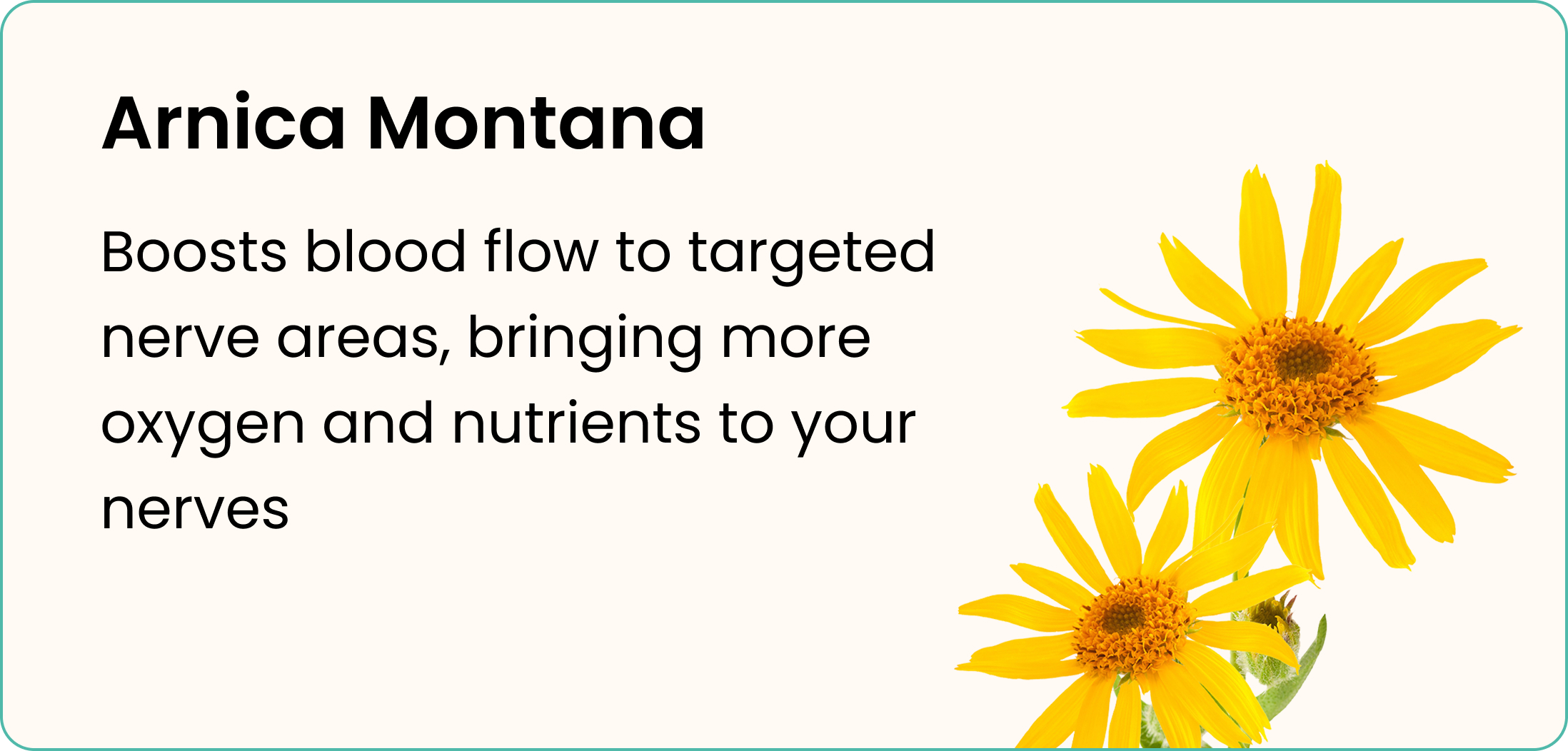 A graphic showing two yellow Arnica Montana flowers next to text describing their benefits.