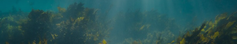 Underwater scene with sunlight rays filtering through seaweed.