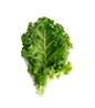 Single green leaf with textured edges on a white background.