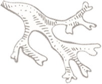 Illustration of a branching, coral-like structure with a dotted texture.