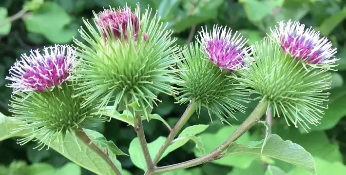 Green thistle buds with purple tips against leafy background.
