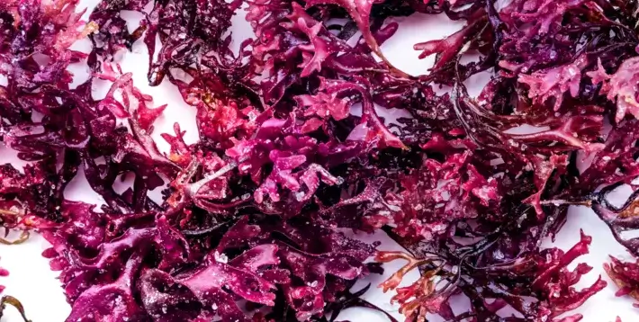 Close-up of vibrant red and purple seaweed on a white background.