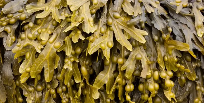 Close-up of brown seaweed with bulbous structures and leaf-like fronds.