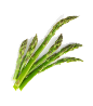 A bunch of fresh green asparagus spears on a white background.