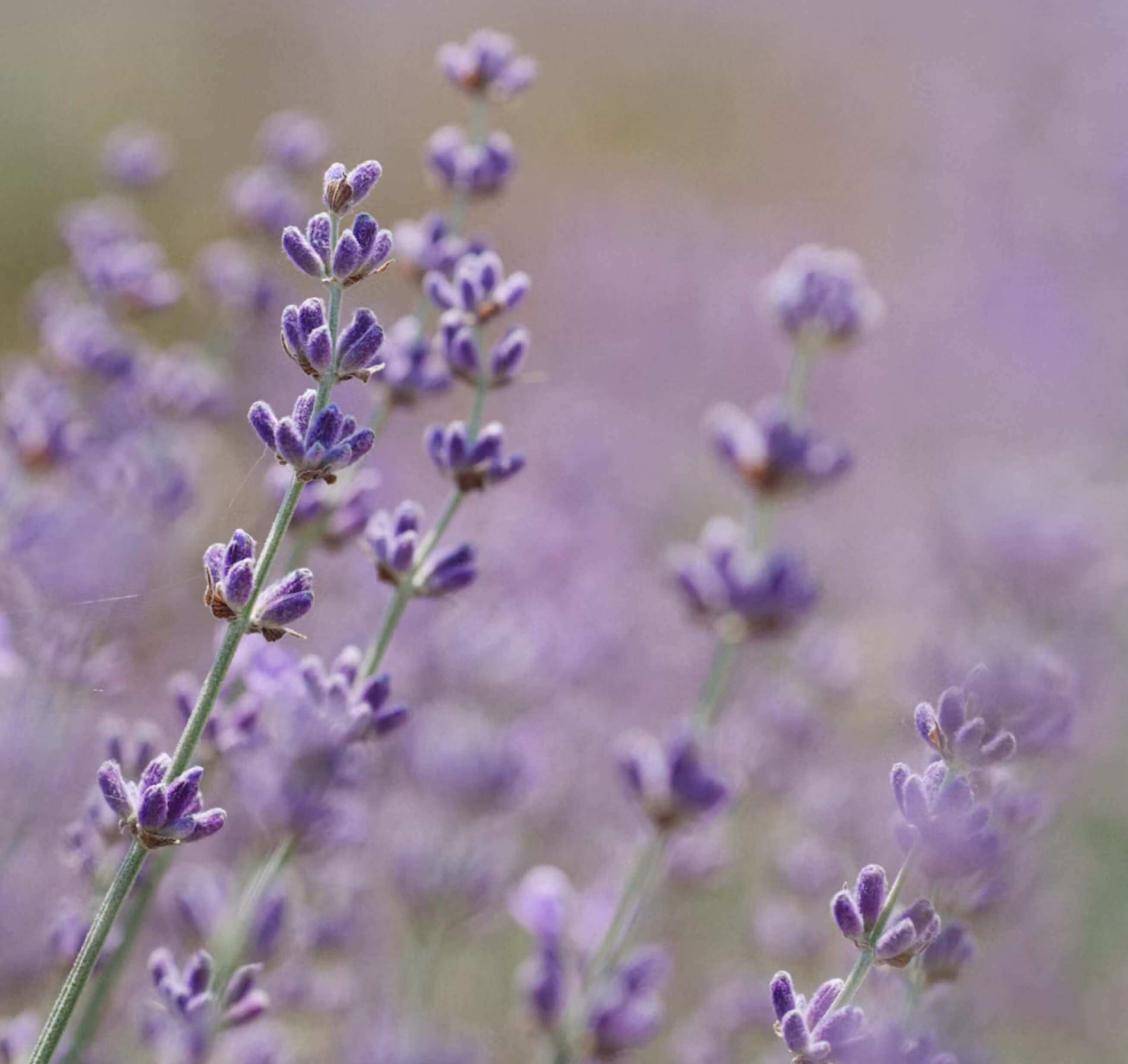 Close-up of lavender flowers with a blurred background.
