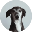 Neula