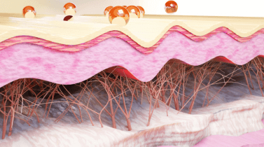 Cross-section of skin layers with fibrous structures and glossy spheres on the surface.