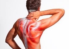 Man's back displaying highlighted muscles and nerves, hand on neck.