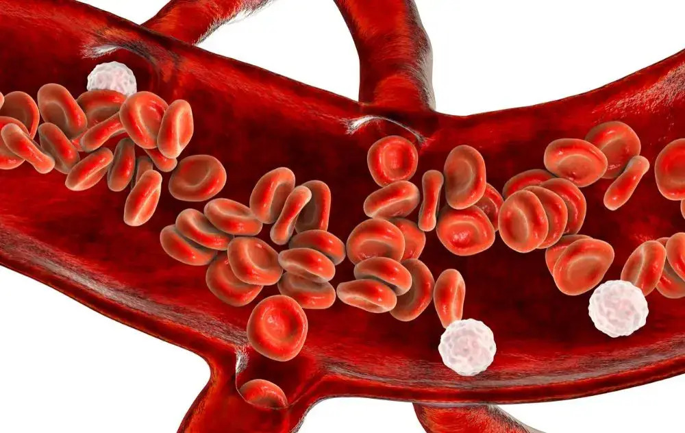 Illustration of red and white blood cells inside a blood vessel.
