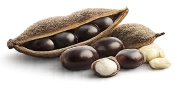 Mucuna Pruriens