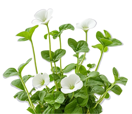 Bacopa Monnieri
