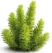 Huperzia Serrata