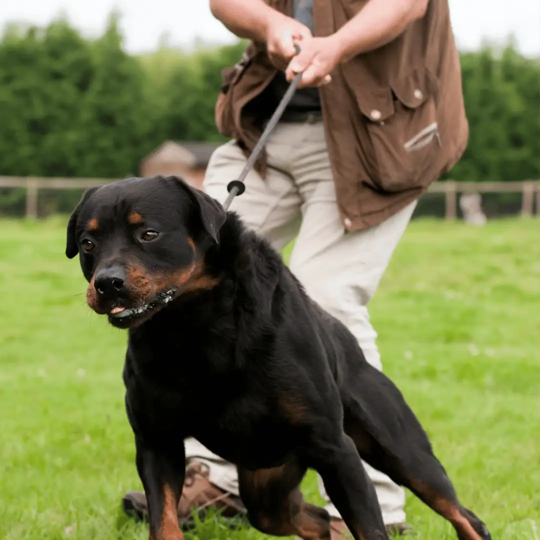 A person holding a black and brown dog on a leash in a grassy area.
