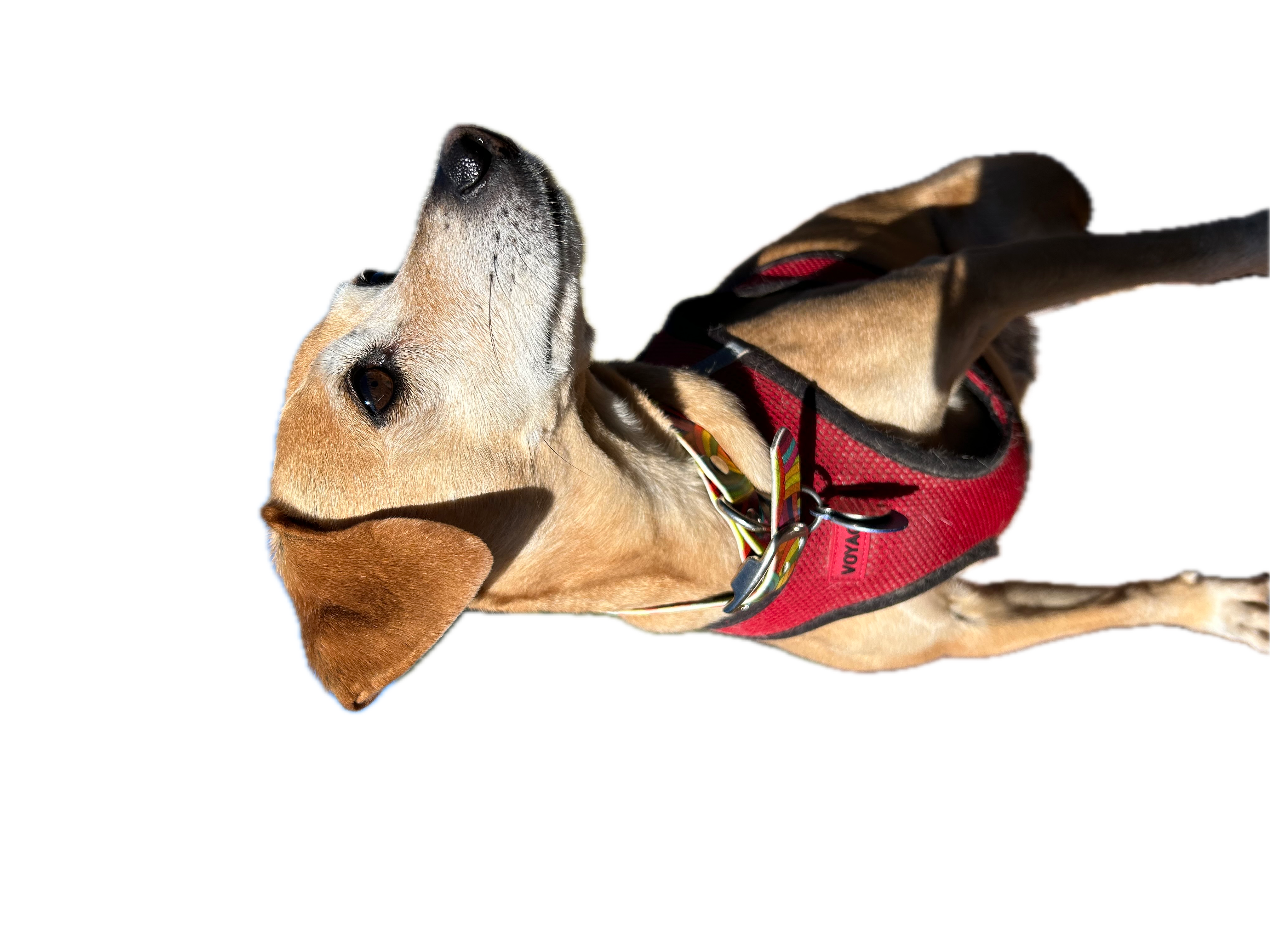 A dog wearing a red harness looking upwards, against a solid green background.