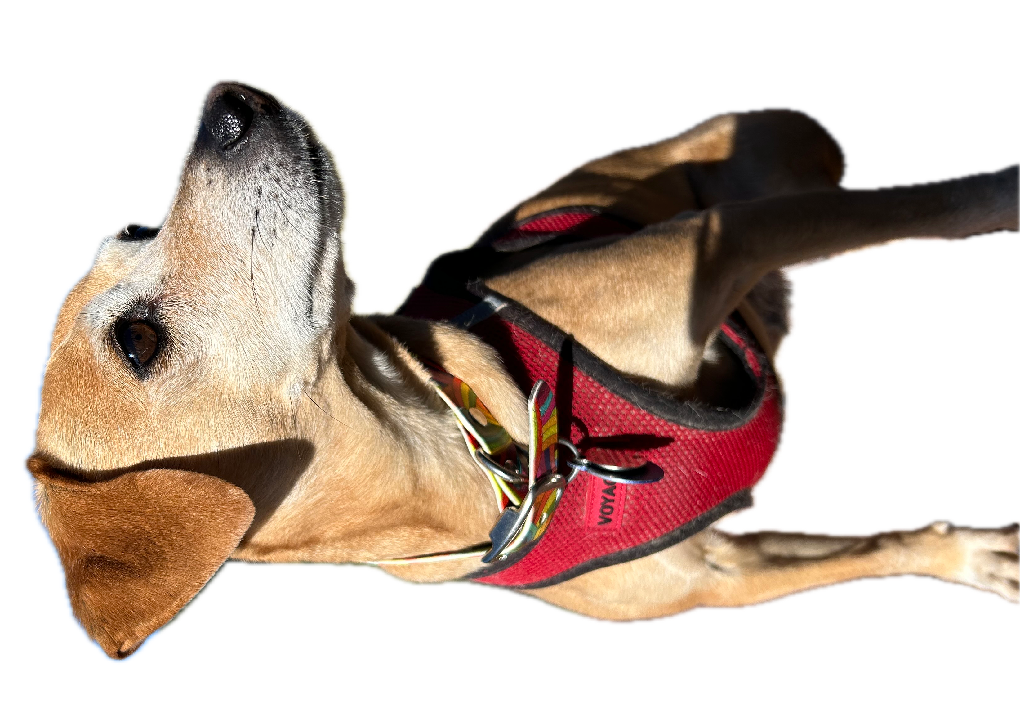 Small dog wearing a red harness, looking upwards.