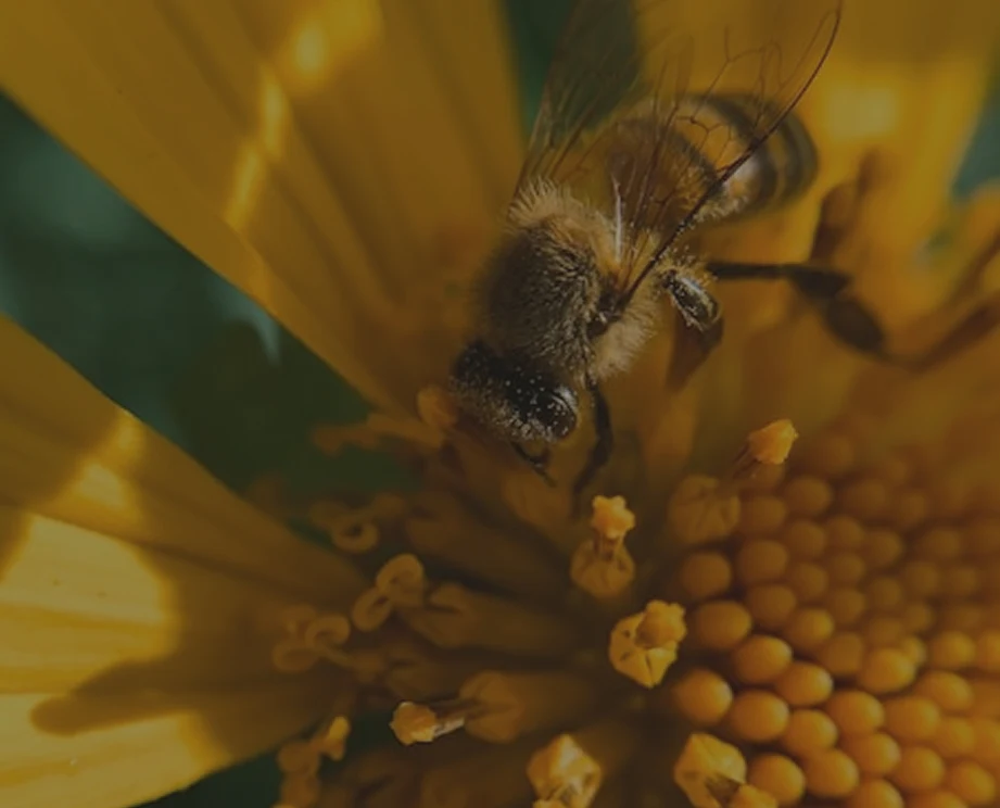 A close-up, macro shot of a honeybee gathering pollen from the center of a yellow flower.