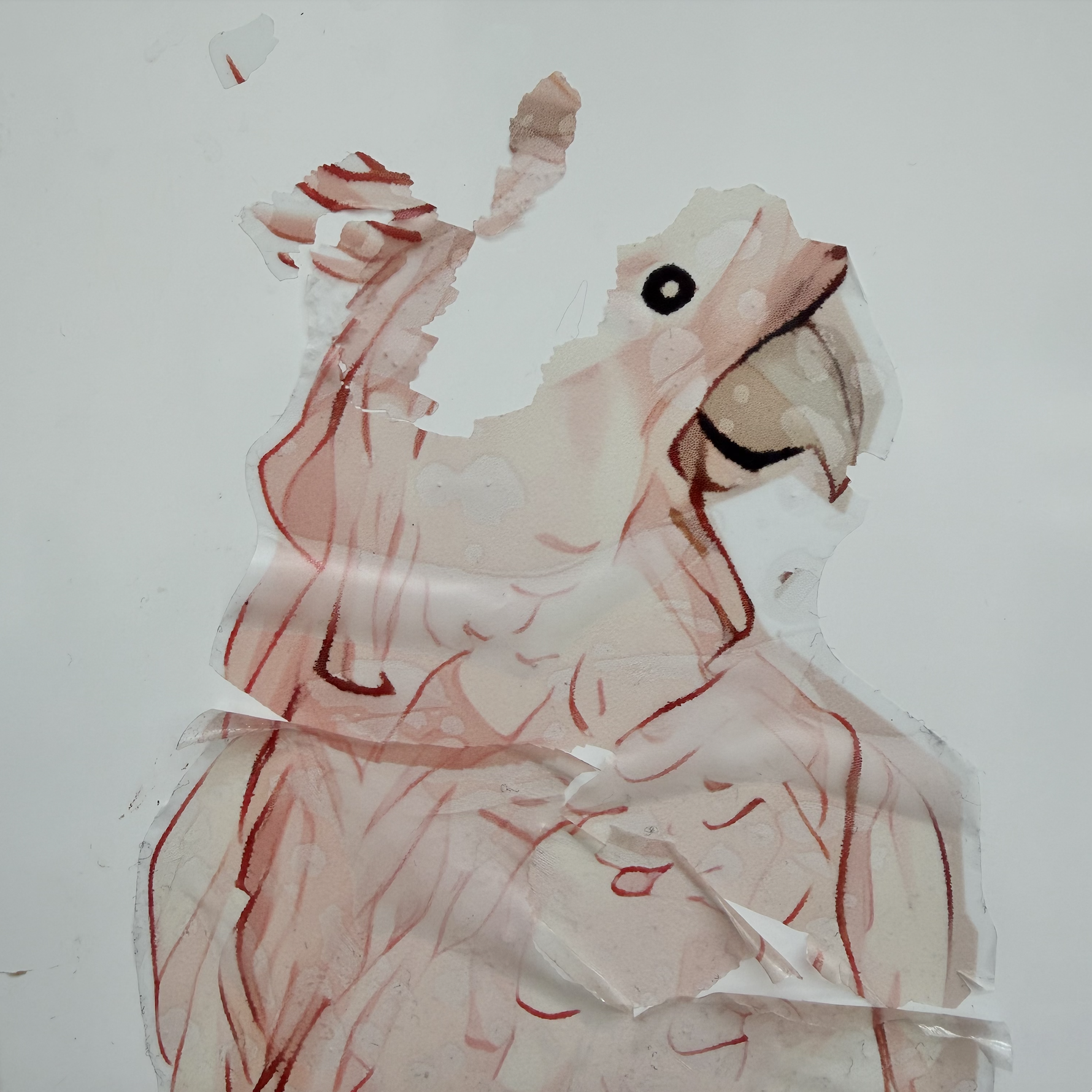 Torn image of a parrot illustration on a white background.