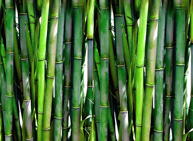 Close-up of green bamboo stalks tightly packed together.