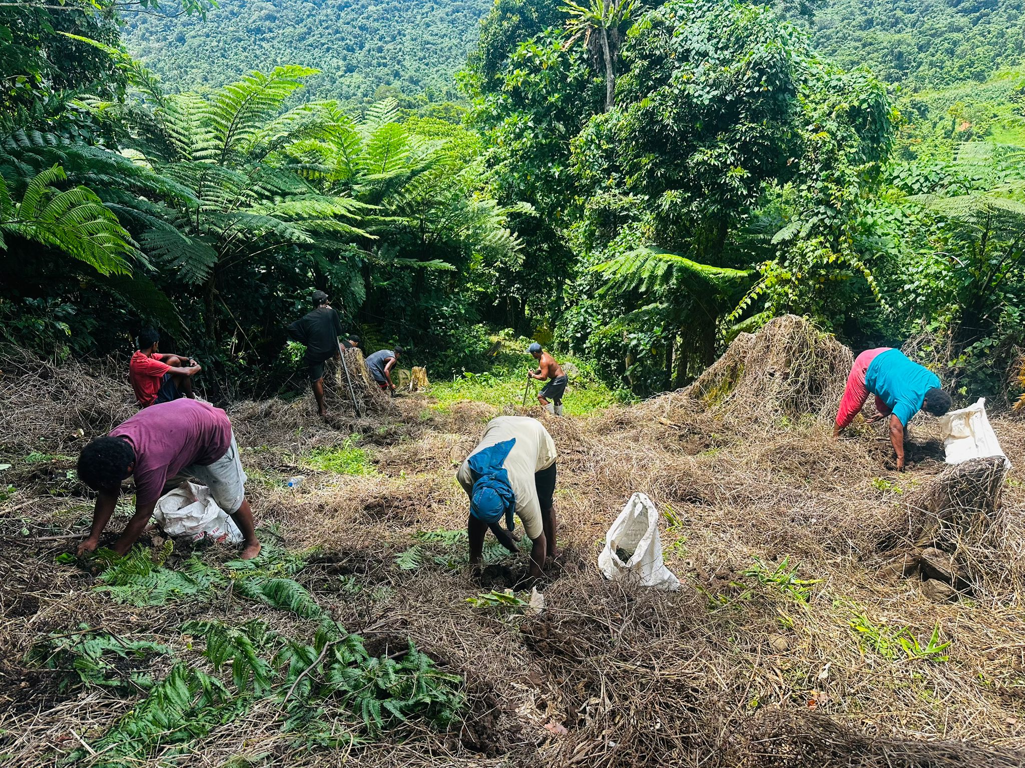 A group of people work on a cleared hillside surrounded by a dense, green jungle and ferns.