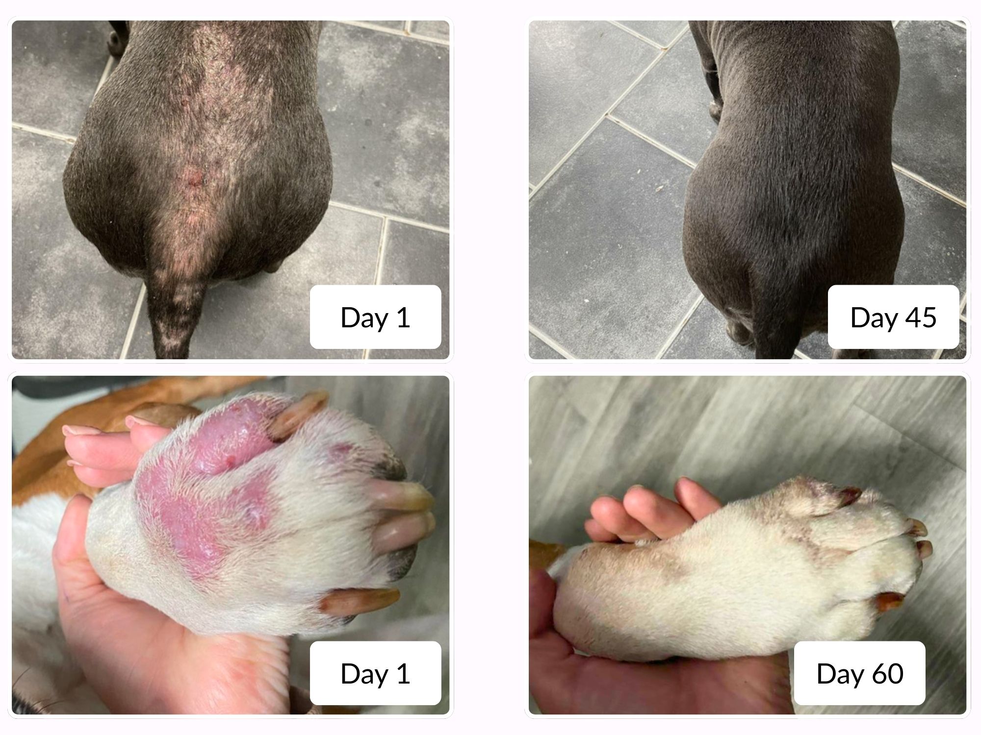 Before and after photos of a dog's back and paw, showing the healing of irritated skin over time.