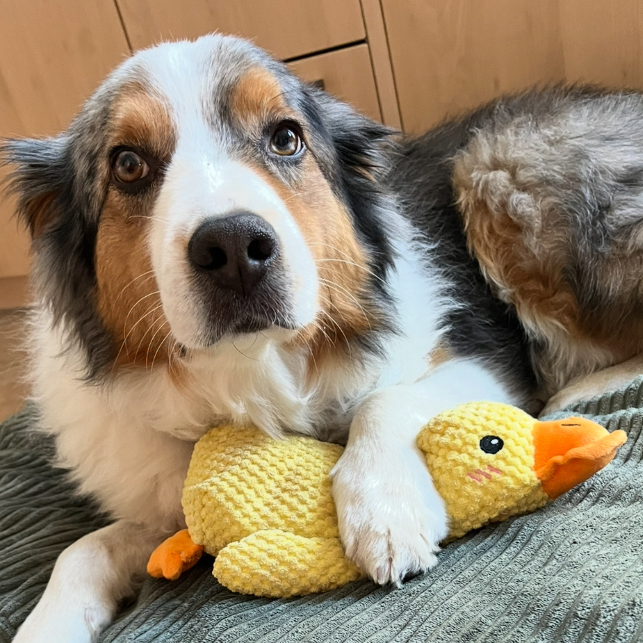 A tricolor Australian Shepherd dog lies down, resting its paw on a yellow stuffed duck toy.