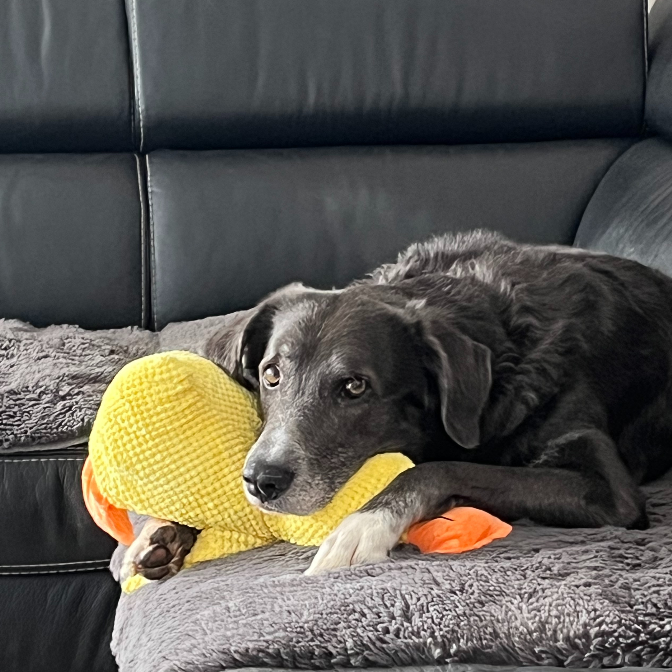 A grey dog with a greying muzzle lies on a couch, resting its head on a yellow stuffed toy.