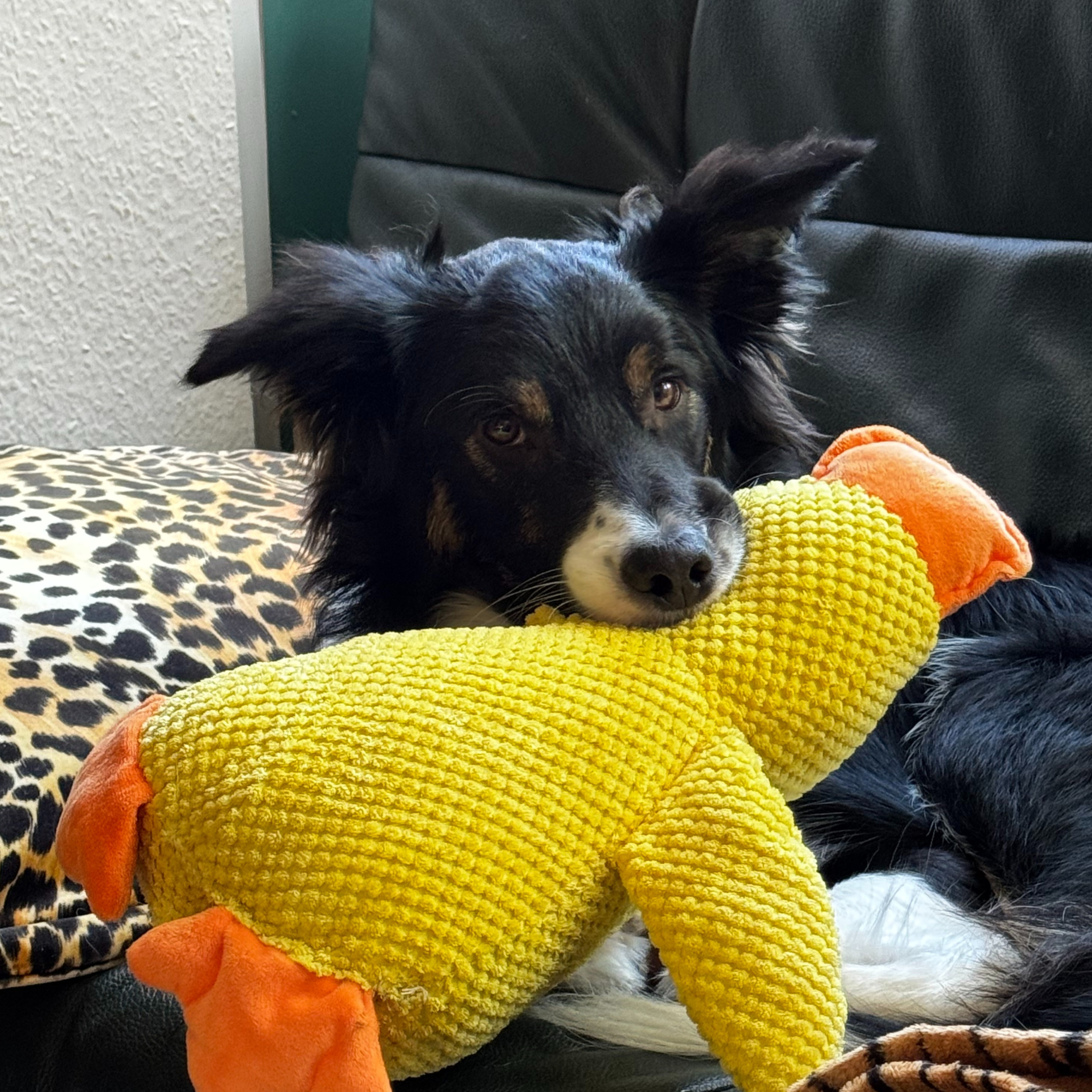 A black and white dog with brown markings rests its head on a yellow stuffed duck toy.