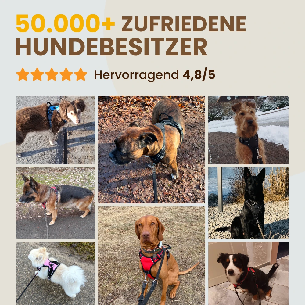 A collage of different dogs wearing harnesses, with German text and a 4.8/5 star rating above them.