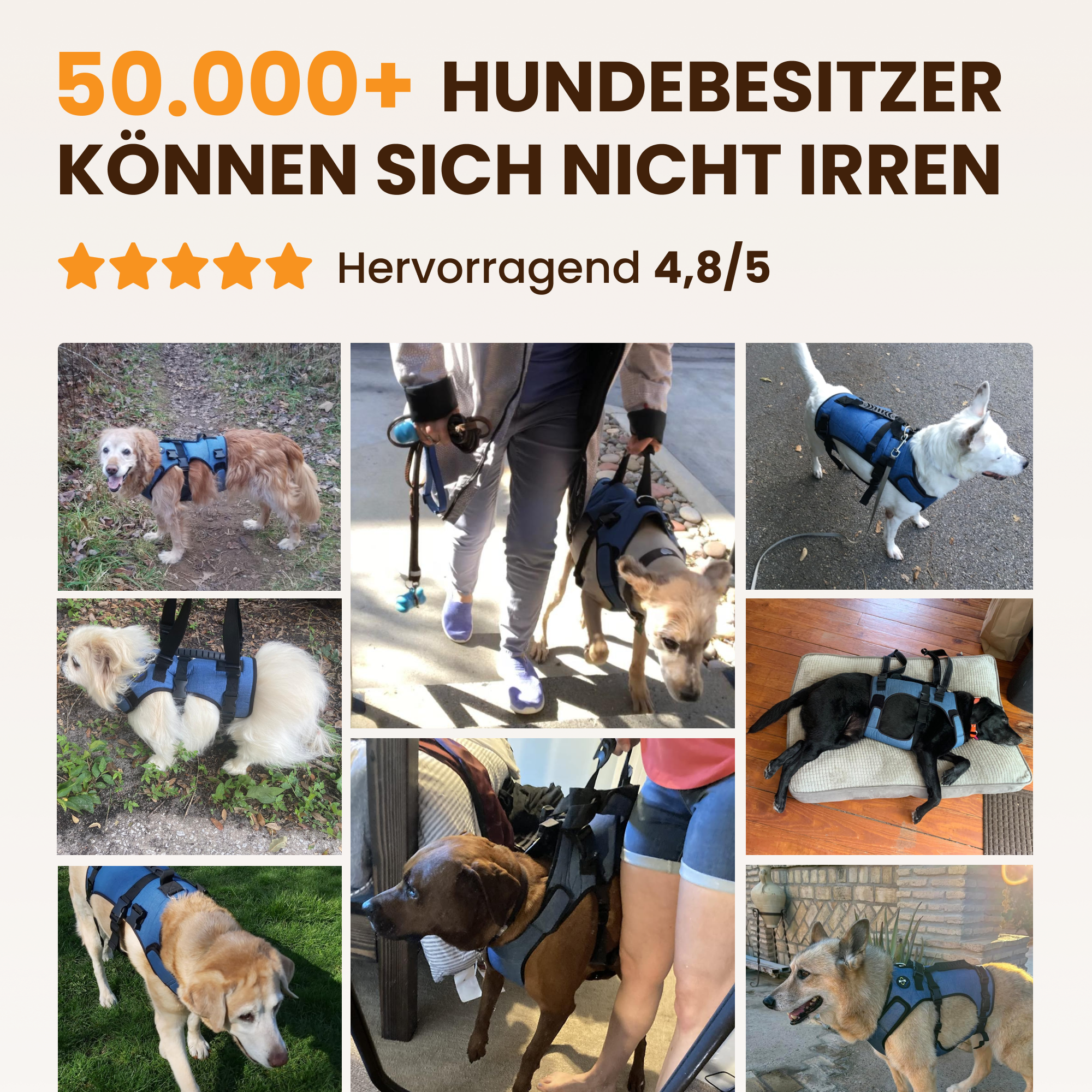 A collage of eight different dogs wearing a blue and black support harness.
