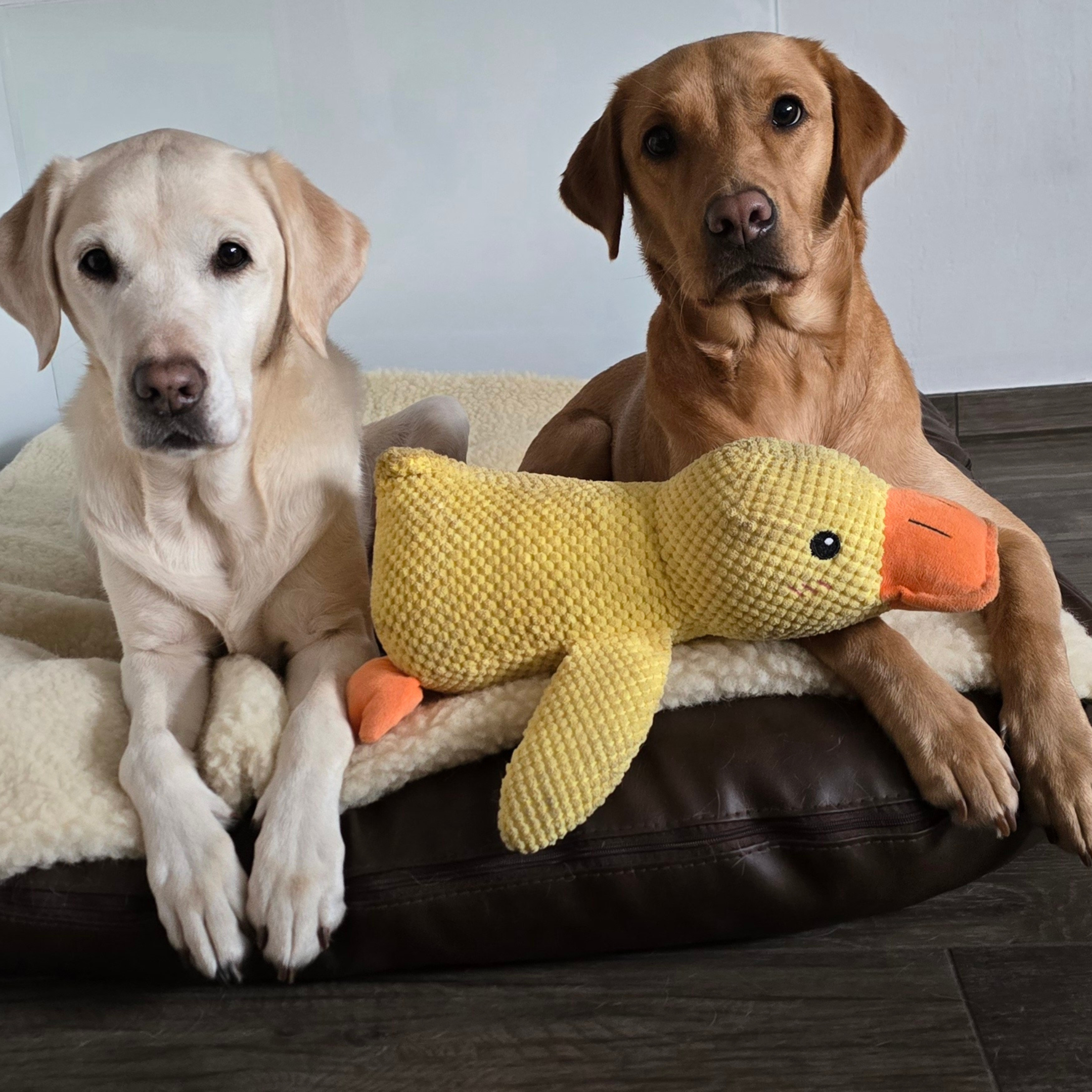 Two labrador retrievers, one yellow and one red, lie on a dog bed with a plush duck toy.