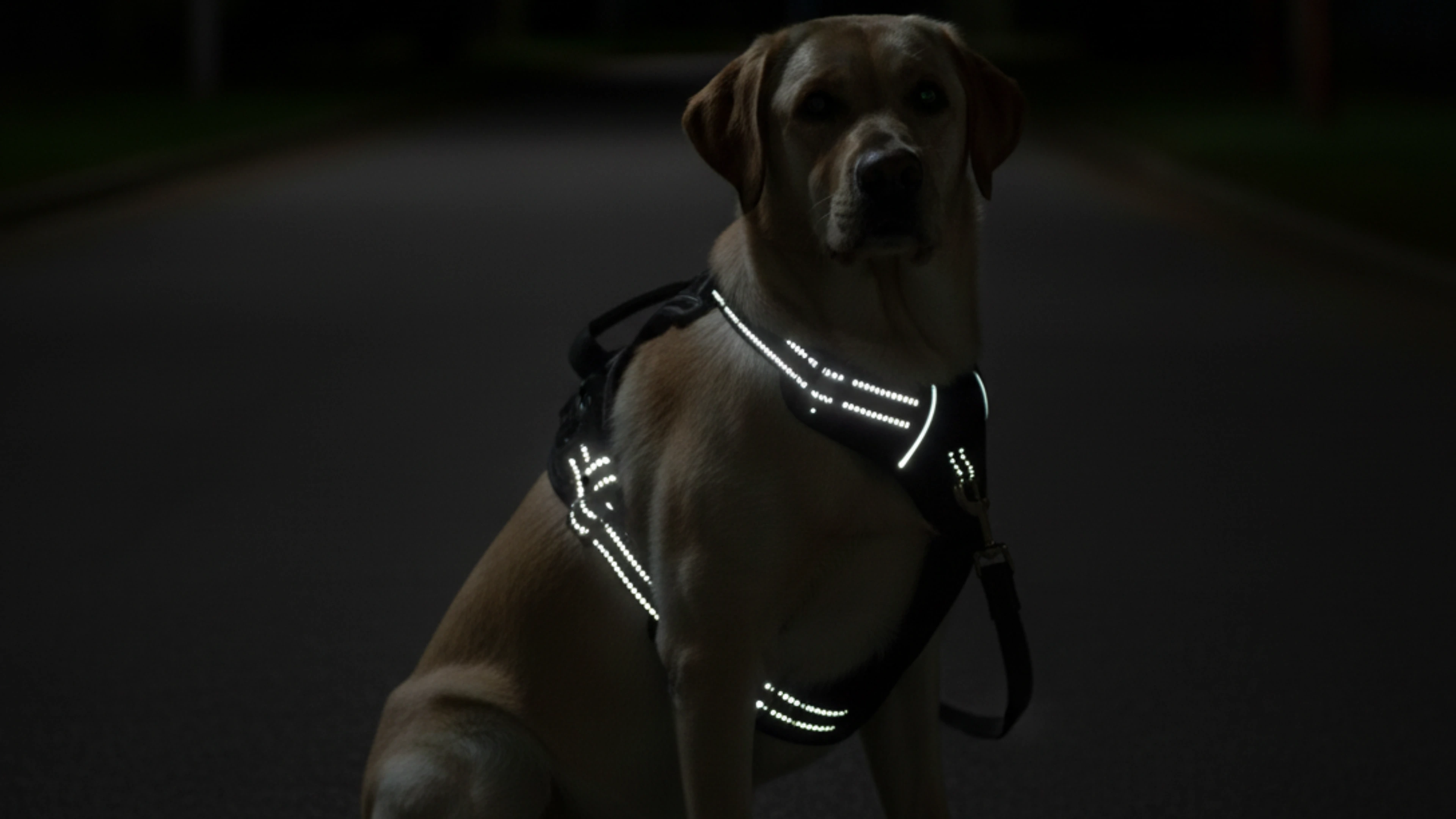 Dog wearing a reflective harness at night.