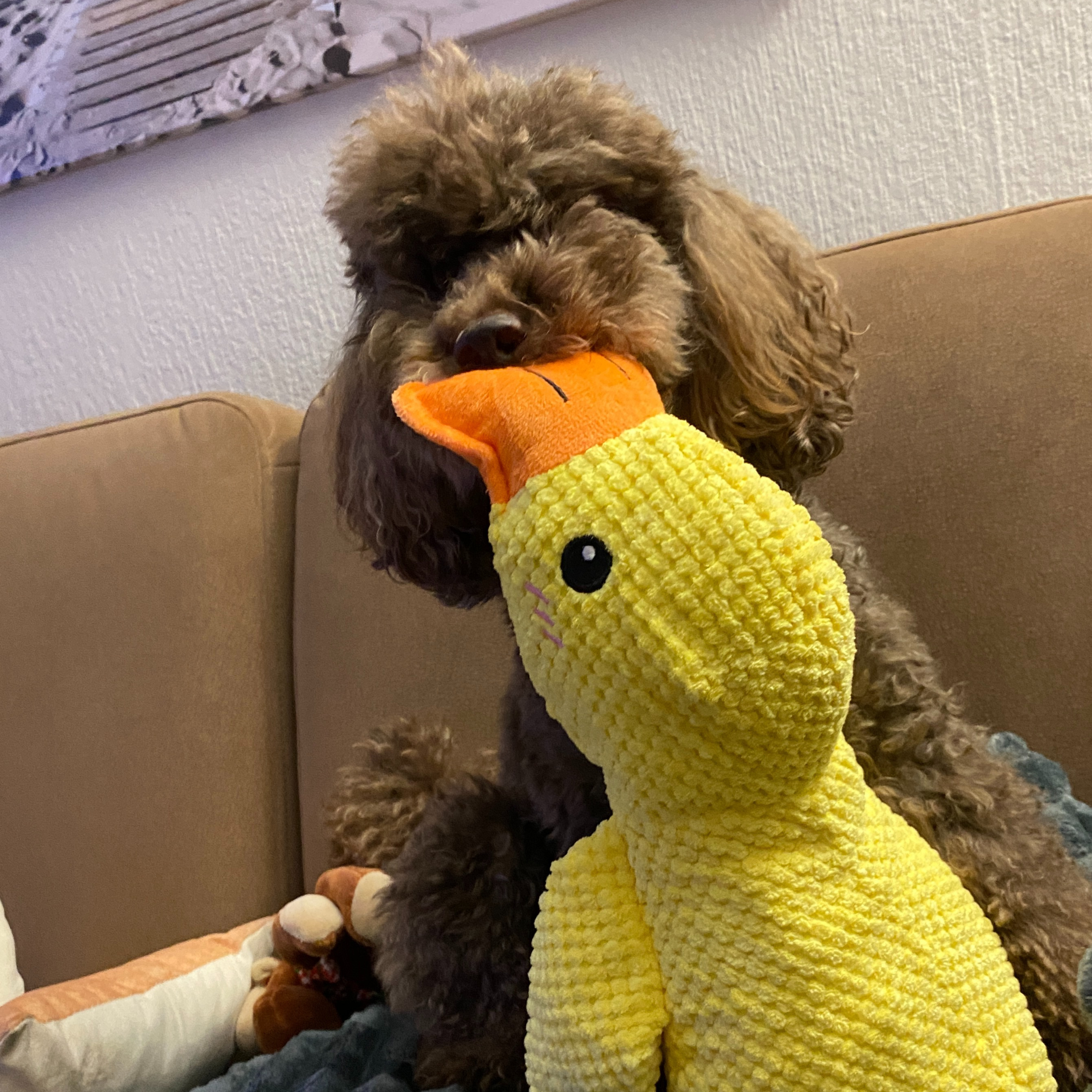 A fluffy brown poodle sits on a couch, holding a large yellow stuffed duck in its mouth.
