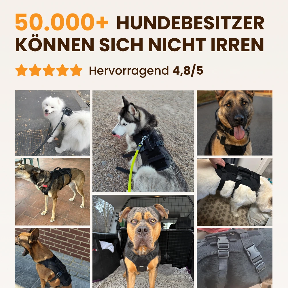 A collage of photos showing various dogs wearing a black harness, with a five-star rating in German.