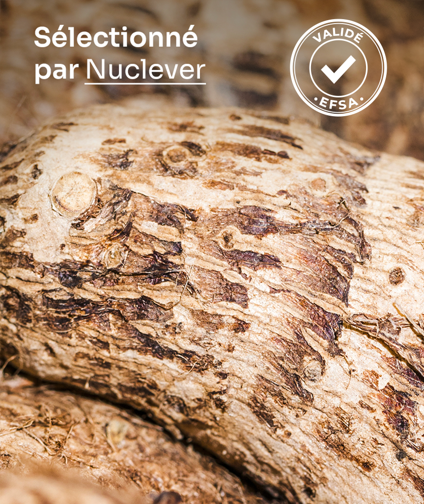 Glucomannane de konjac, sélectionné par Nuclever, validé par l'EFSA