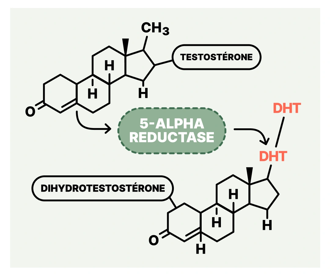 La testostérone se convertit en DHT