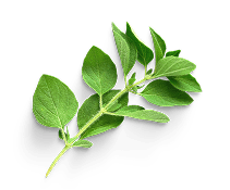 A sprig of fresh green leaves on a transparent background.