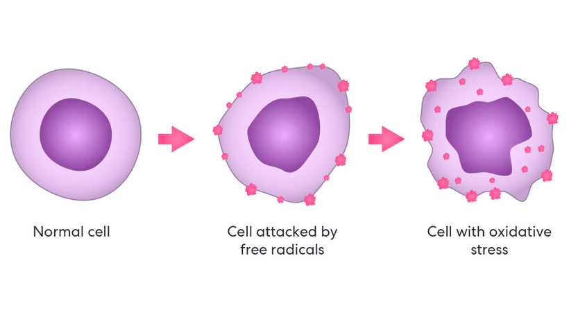 Diagram showing a normal cell, a cell attacked by free radicals, and a cell with oxidative stress.