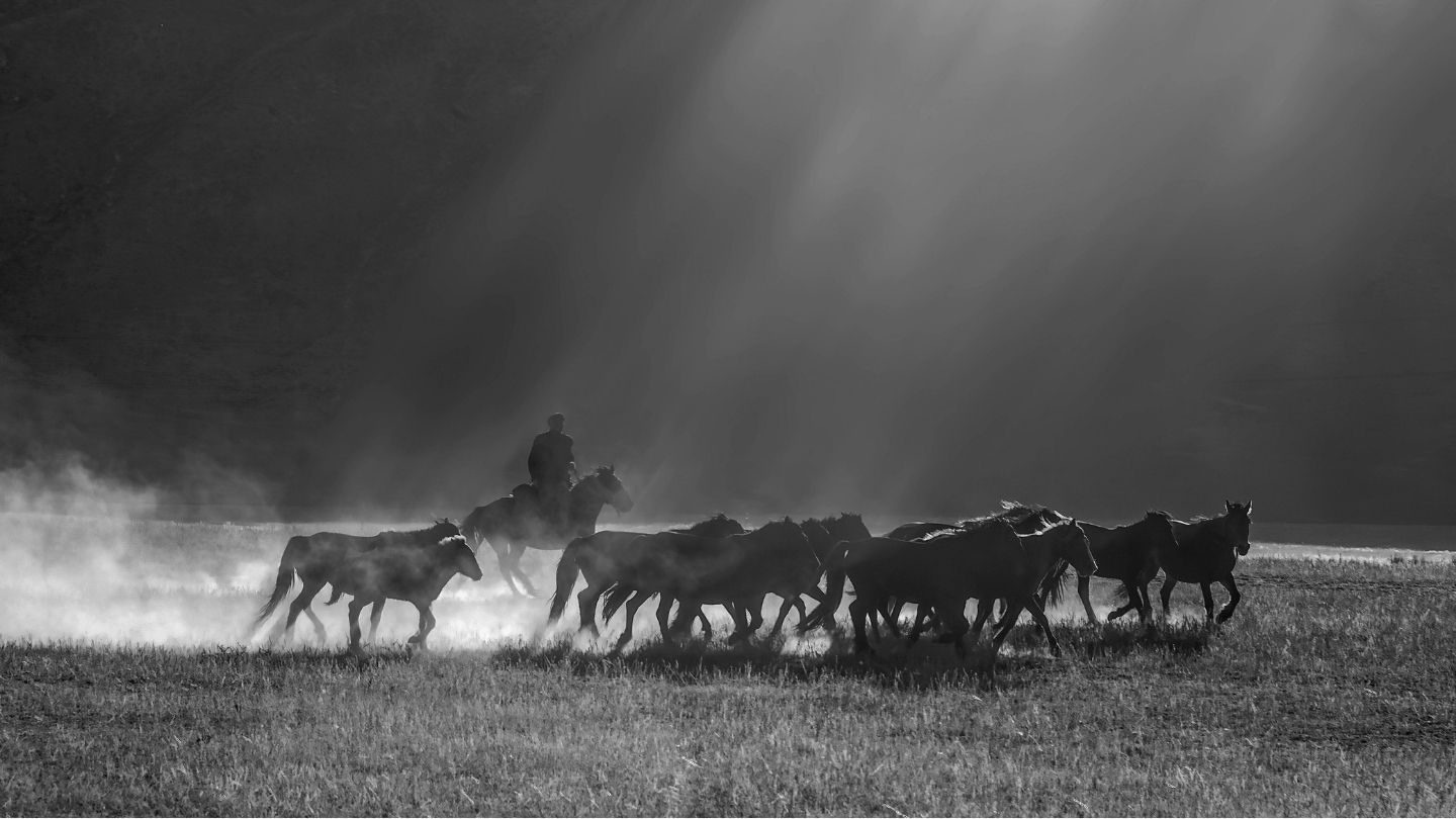 A black and white photo of a person on horseback herding a group of horses through a dusty field.