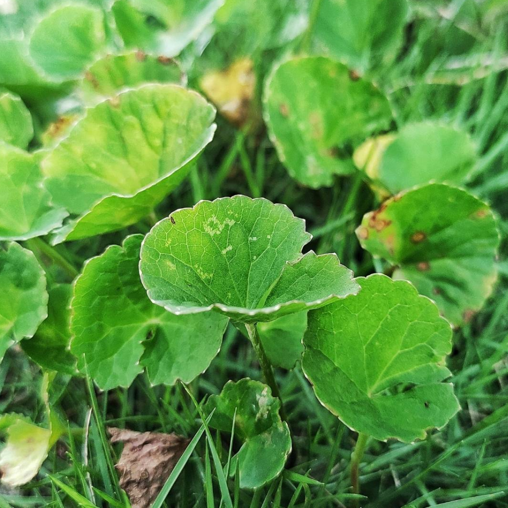 Close-up of lush green leaves growing among grass.