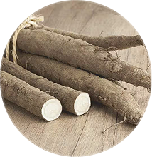 A bundle of burdock roots tied with twine, with two cut to show their white interior.