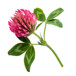 Pink clover flower with green leaves on a white background.