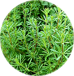 A circular close-up of a green plant with long, thin leaves and slender stems.