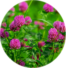 A circular close-up photo of pink red clover flowers in a green field.