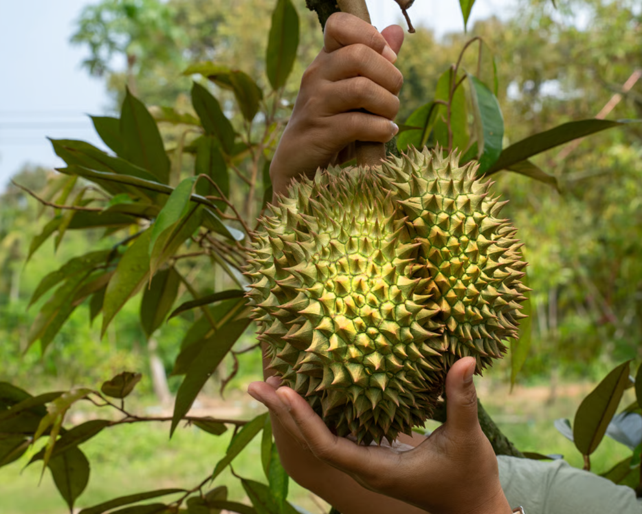 A person's hands holding a large, spiky durian fruit still attached to the tree branch.