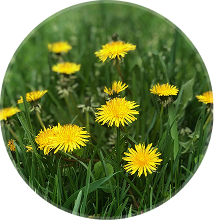 A circular image of yellow dandelions blooming in a patch of green grass.