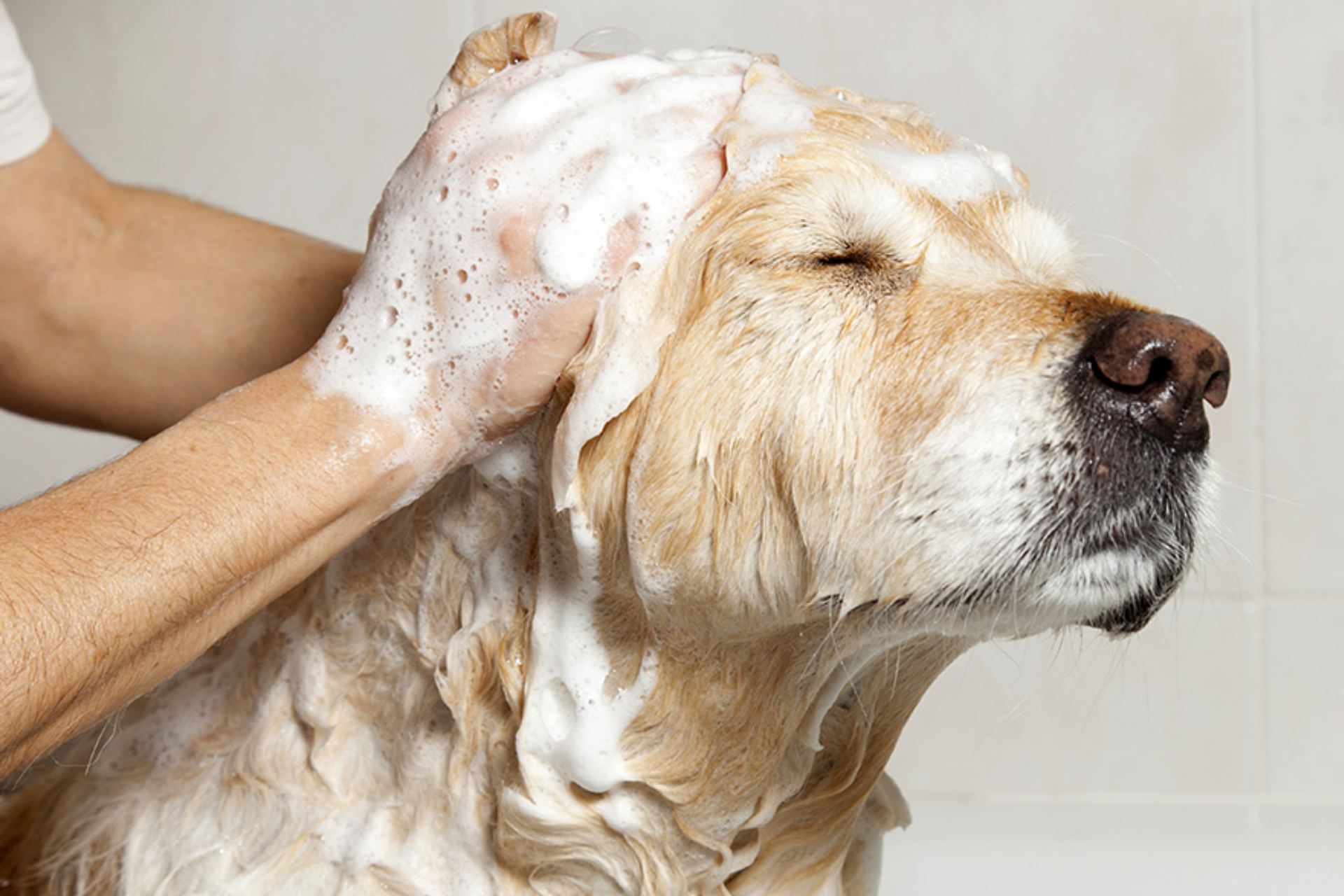 A person lathers shampoo on the head of a golden retriever dog with its eyes closed.