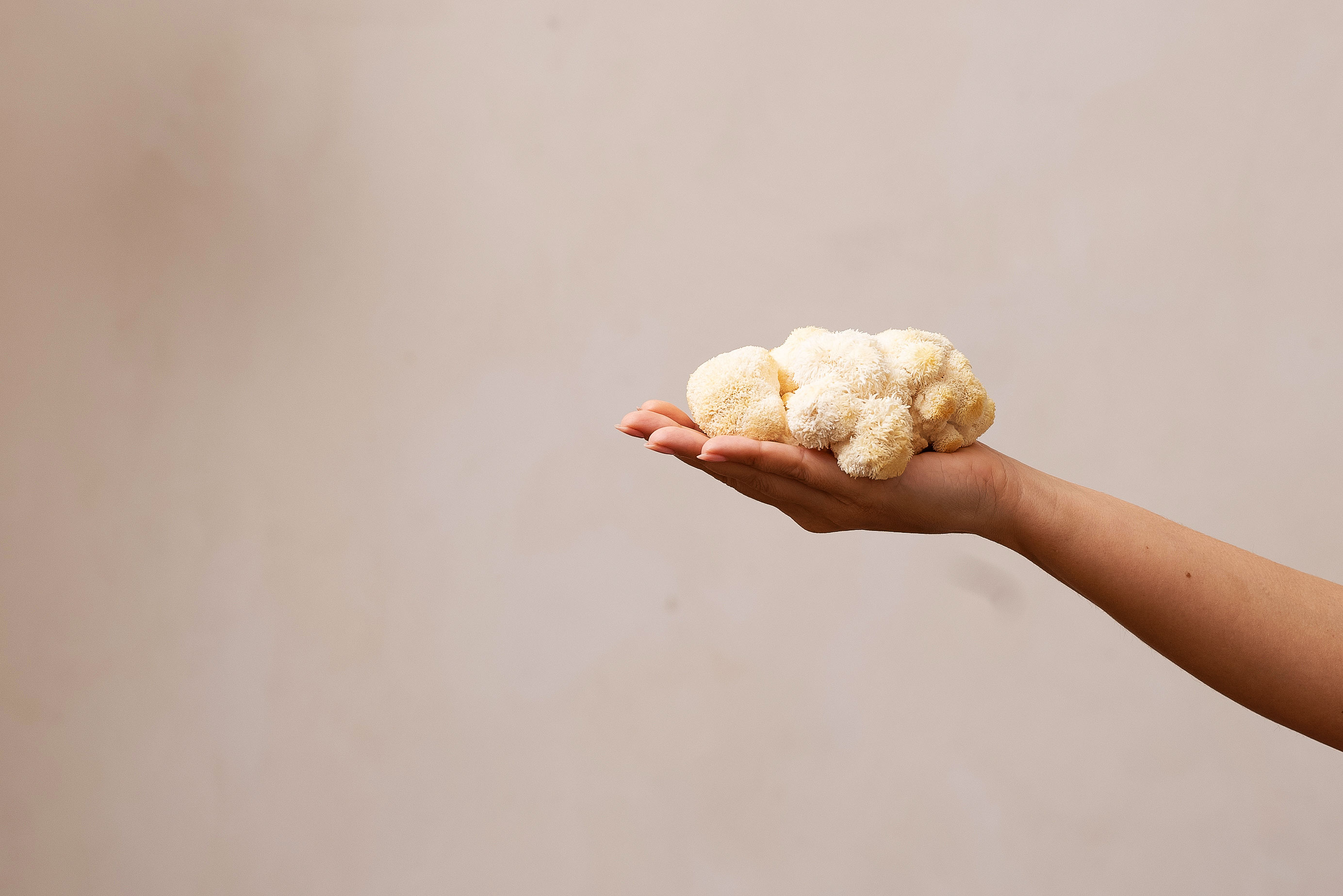 A hand holding a cluster of light-colored, fluffy fungi against a plain background.