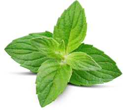 Primer plano de un racimo de hojas de menta verde sobre fondo blanco.