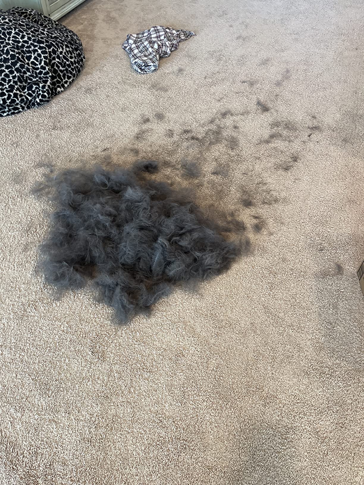 Pile of dark fur on a carpeted floor with a plaid shirt nearby.